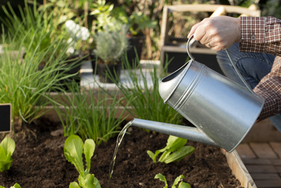 Watering lettuces